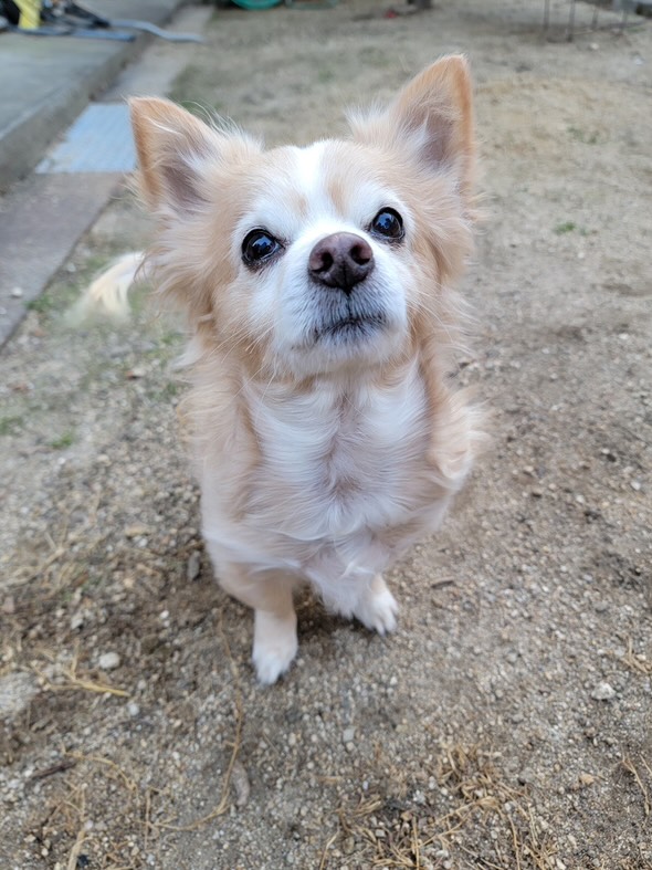 バニラくんの写真